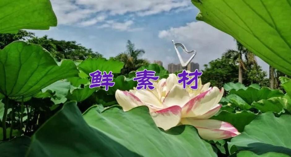 寫議論文的好處_如何寫好議論文_議論文寫什么好寫